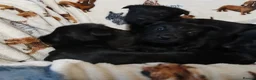 Scottish Terrier dogs for sale: Scottish Terrier Puppies  - Advert 5