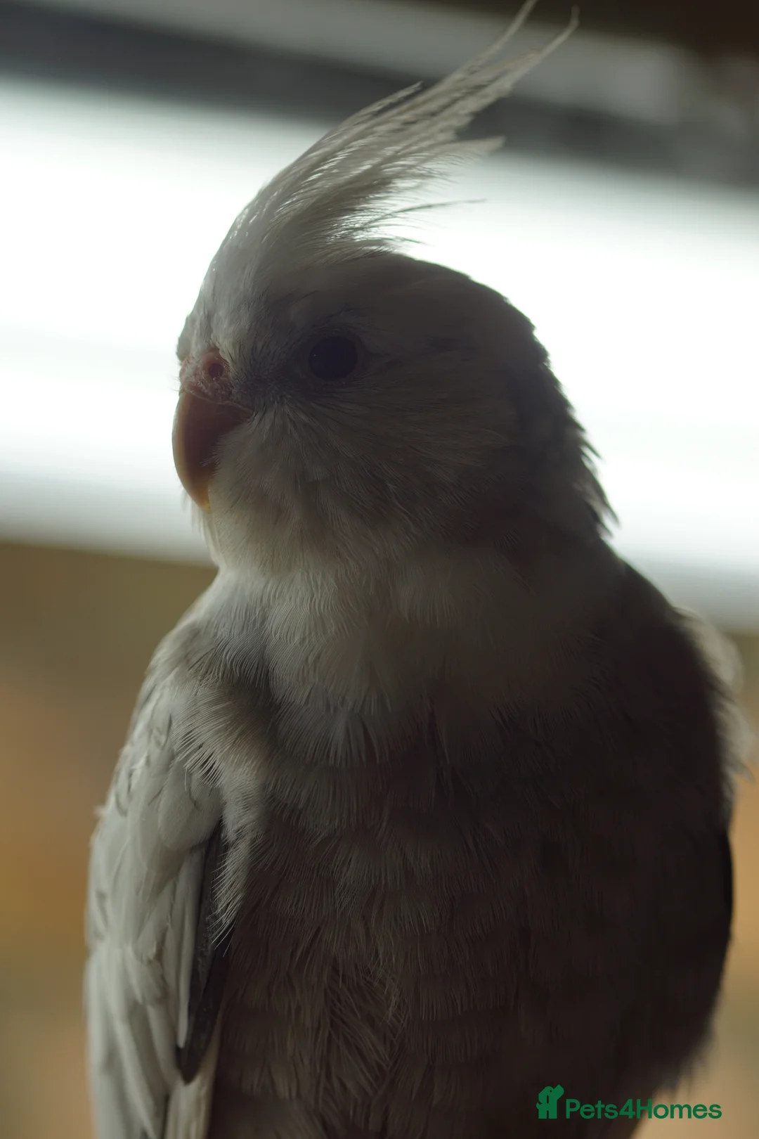 Cockatiels birds for sale: Cockatiels Mixed Genders  - Advert 34