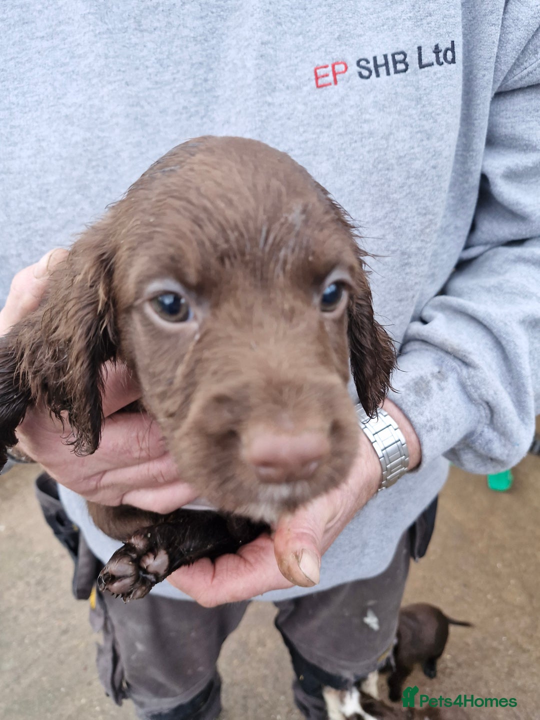 Sprocker dogs for sale: 9 lovely sprocker spaniel puppies for sale - Advert 3