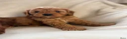 Cavapoo dogs for sale: Gorgeous Red Cavapoo Puppies - Advert 4
