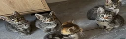Bengal cats for sale: Beautiful Kittens ready for forever homes. - Advert 33