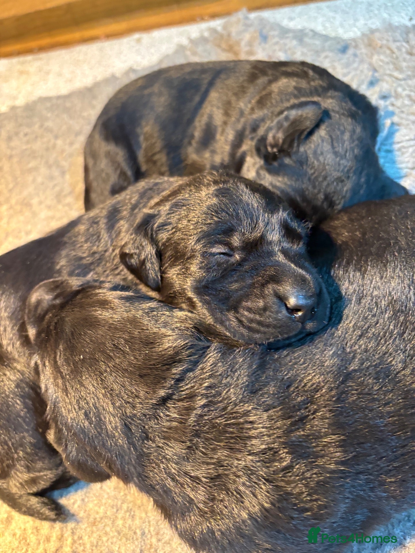 Labrador Retriever dogs Gorgeous Lab Pups KC reg/health tested parents - Advert 18