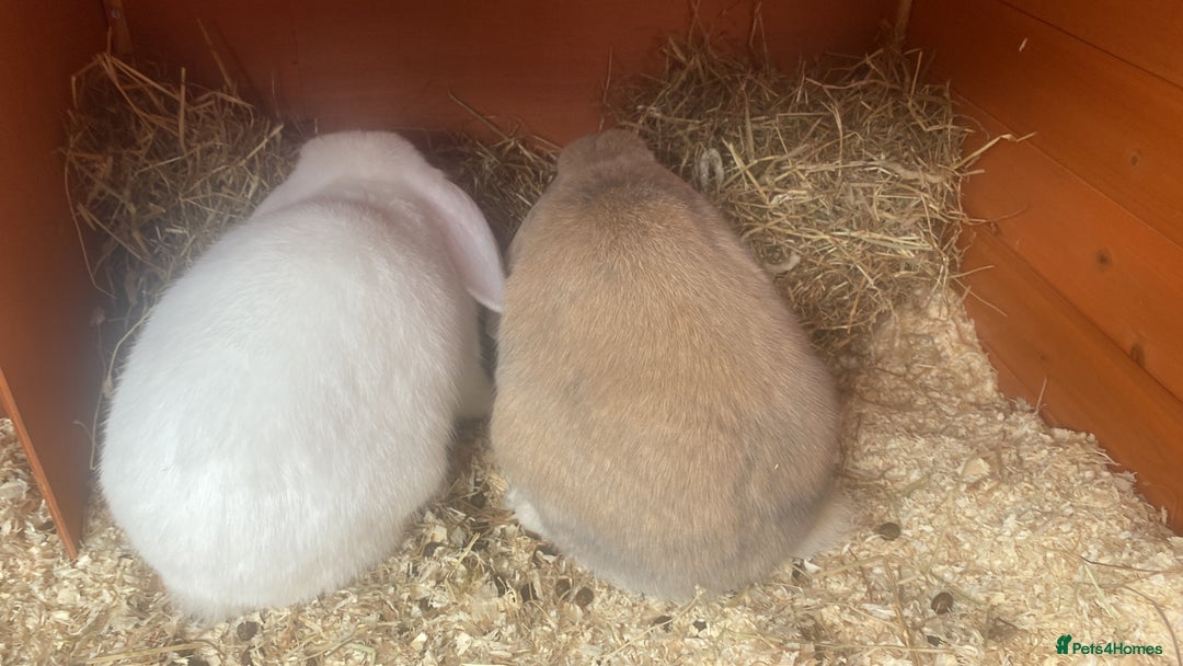 Mini Lop rabbits for sale: 2 English Mini Lop Rabbits - Image 2