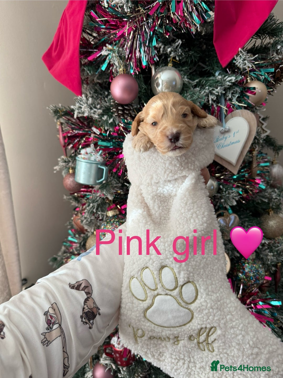 Cockapoo dogs for sale: Gorgeous F1 cockapoo puppies  - Advert 5