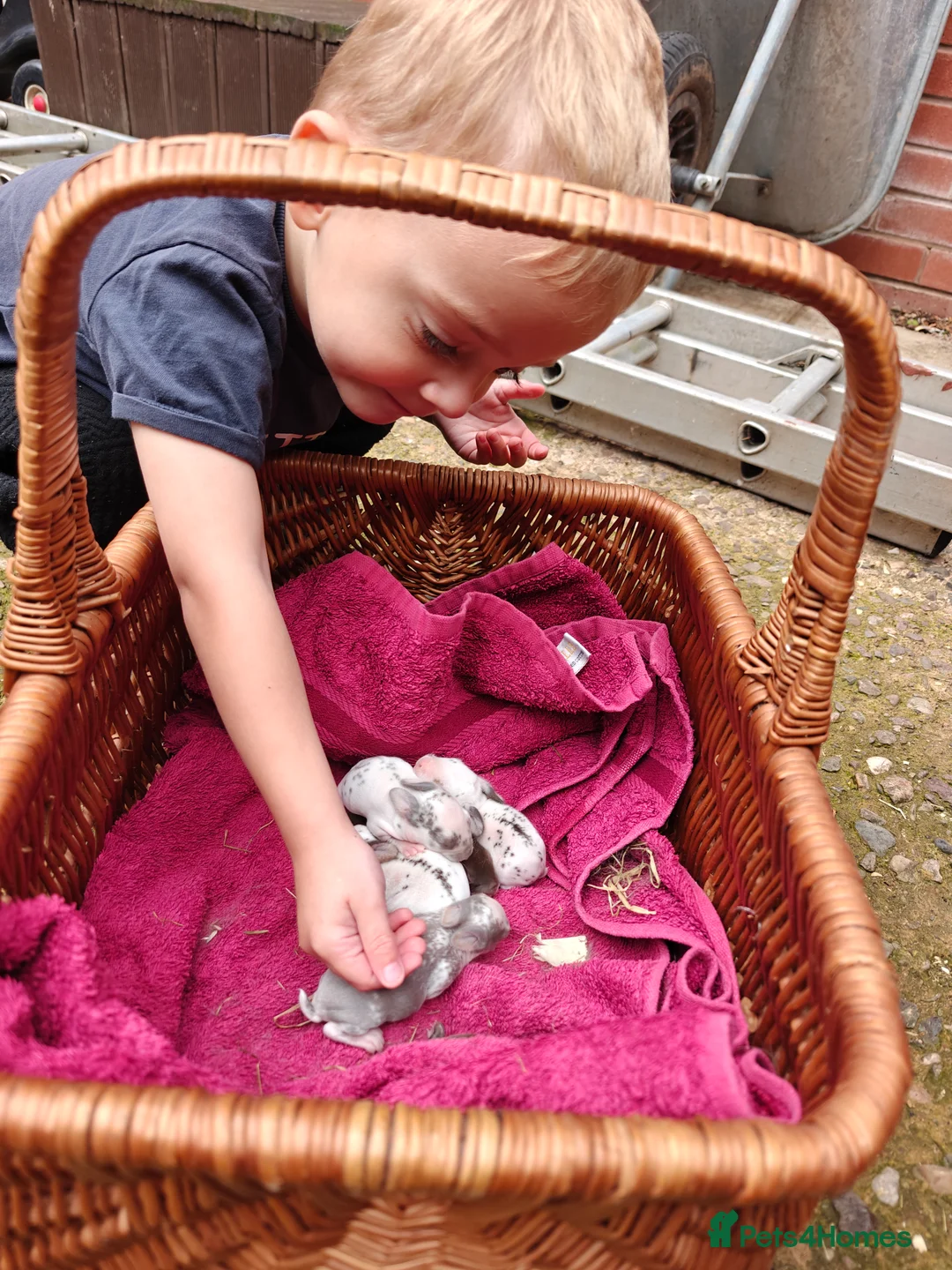 Rex rabbits for sale: Mini Rex Does - Advert 8