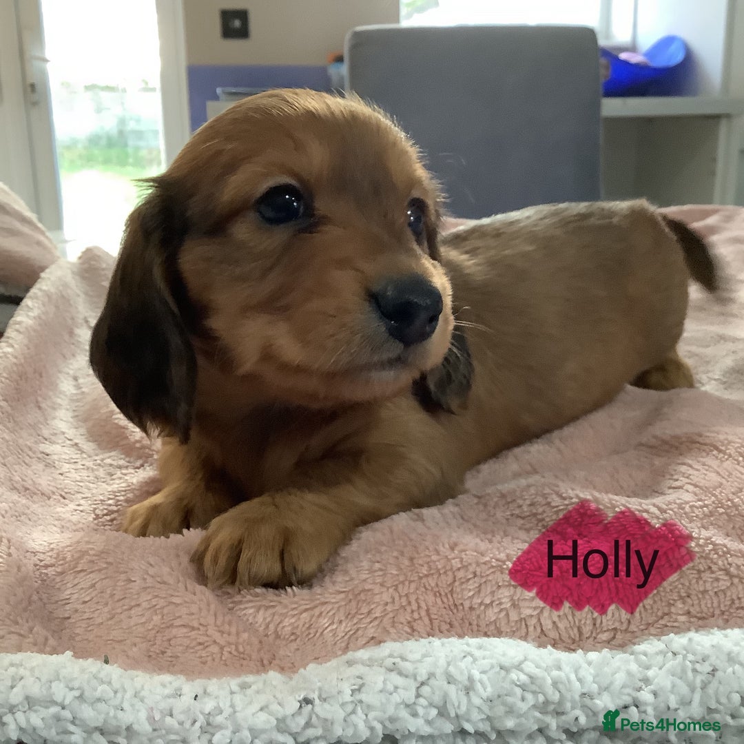 Miniature Dachshund dogs for sale: PRA Clear Mini Longhair Dachshund Pups Cream Red.. - Advert 27