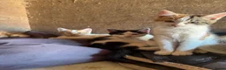 Mixed Breed cats for sale: Kittens ready to leave  - Advert 5