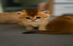 Scottish Fold cats for sale: Scottish Straight Golden Shaded Rare Affectionate - Image 3