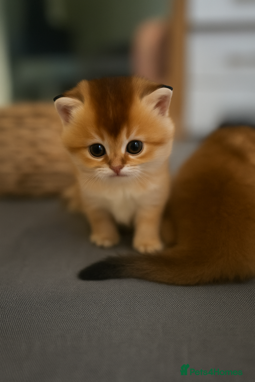 Scottish Fold cats for sale: Scottish Straight Golden Shaded Rare Affectionate - Image 3
