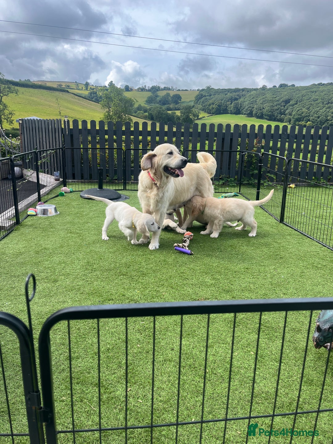 Golden Retriever dogs for sale: 🏆 Kc reg puppies health tested parents 🏆 - Image 9