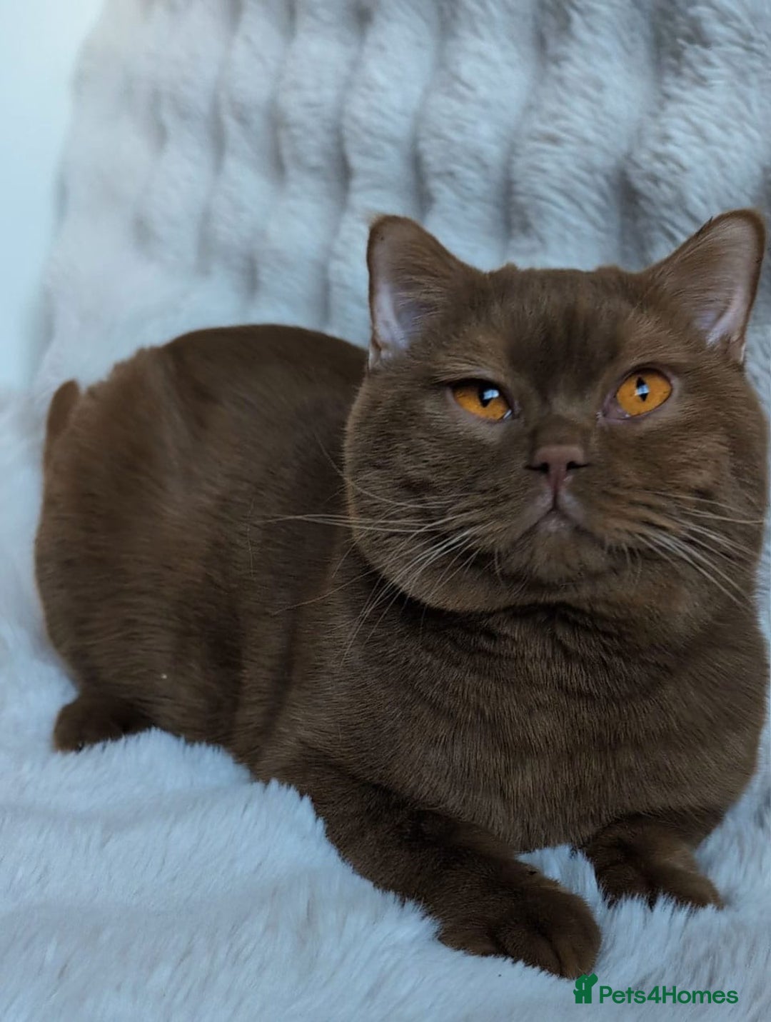 British Shorthair cats for sale: 🏆GCCF / TICA Active –🏅 PROVEN  - Advert 5
