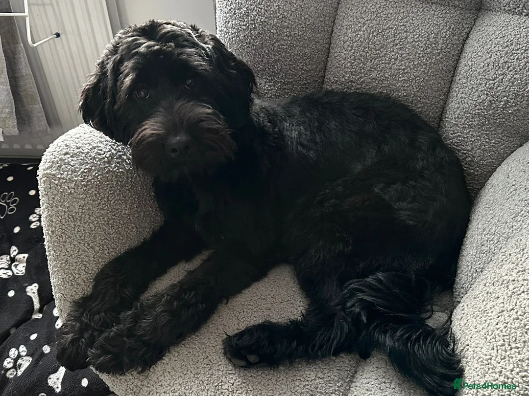 Mixed Breed dogs for sale: ☀️🌙Waiting list open🌙☀️ - Advert 31