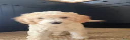 Cockapoo dogs for sale: 1 beautiful brown puppy available in Crewkerne - Advert 4