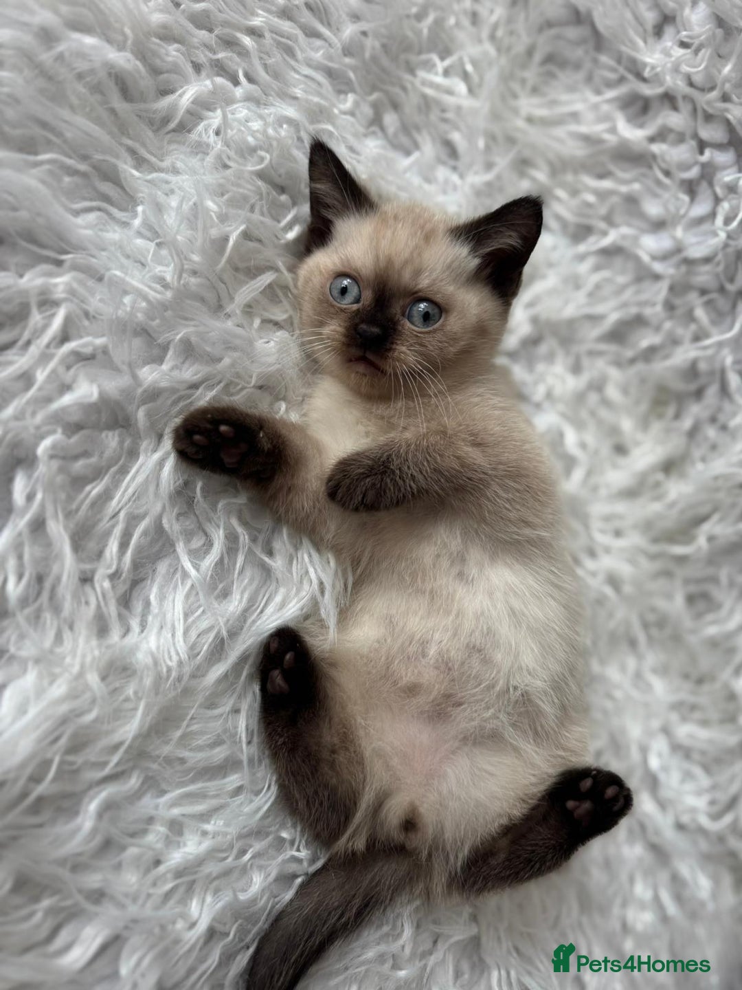British Shorthair cats for sale: 💙 2 handsome  GCCF British Sorthair 💙 - Image 10