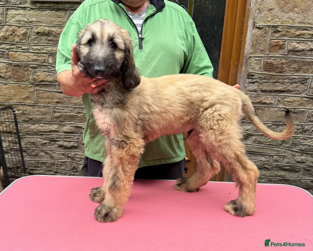 Afghan Hound dogs for sale: KC Registered Afghan Hound Puppies For Sale  - Image 4