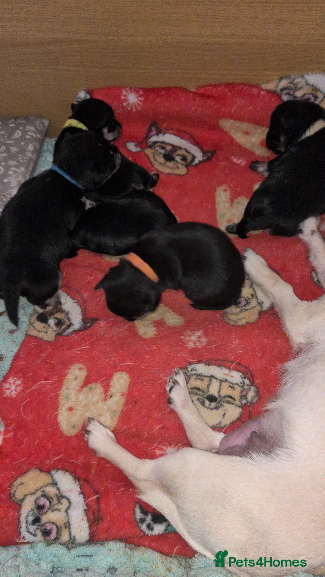 Chihuahua dogs for sale: Beautiful Chihuahua Puppies  - Advert 12