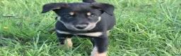 Huntaway dogs for sale: Huntaway puppies in Llanfyllin - Advert 4