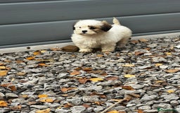 Malshi dogs for sale: Shitzu cross Maltese puppy for sale  - Image 5