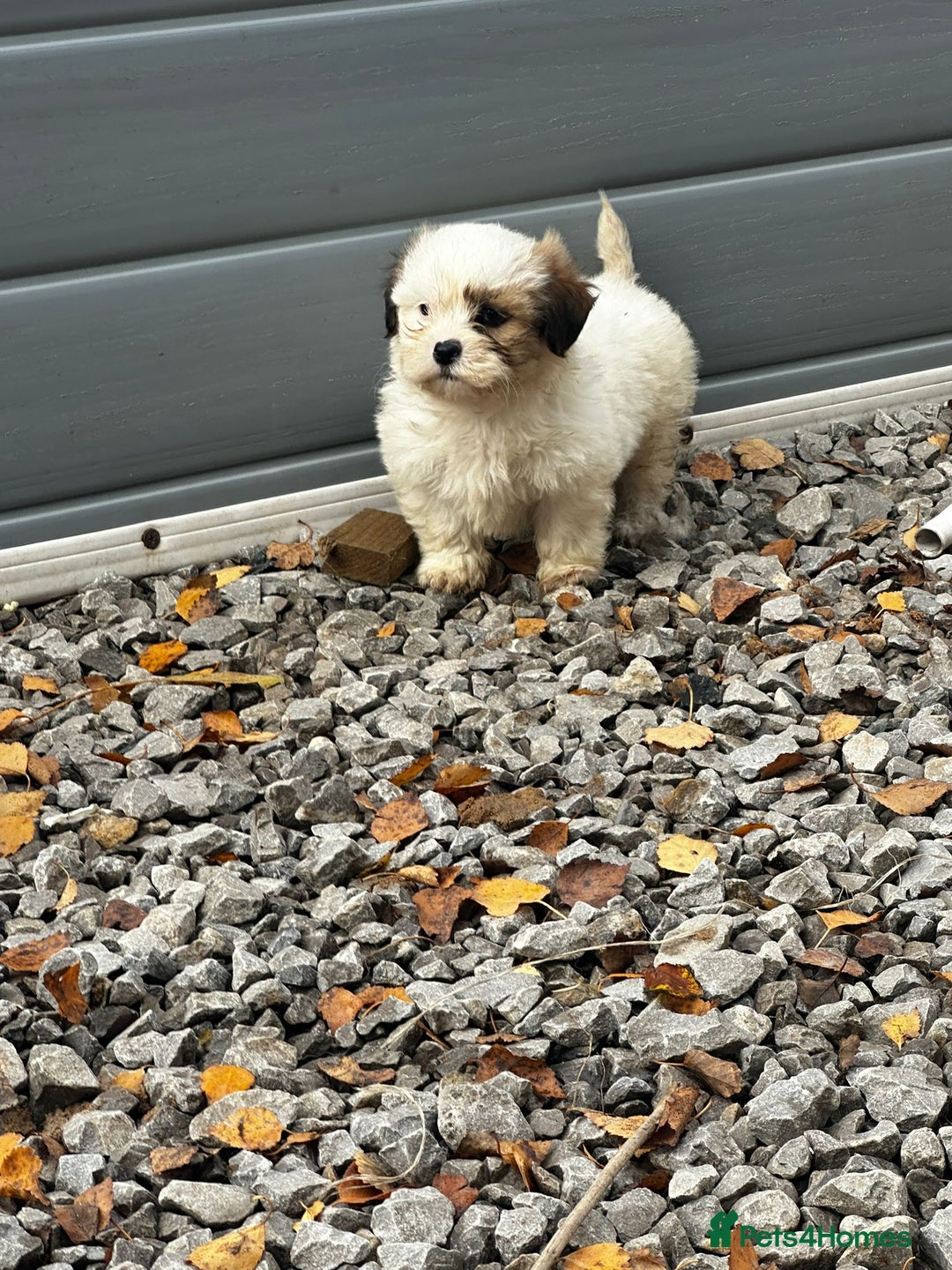 Malshi dogs for sale: Shitzu cross Maltese puppy for sale  - Image 5