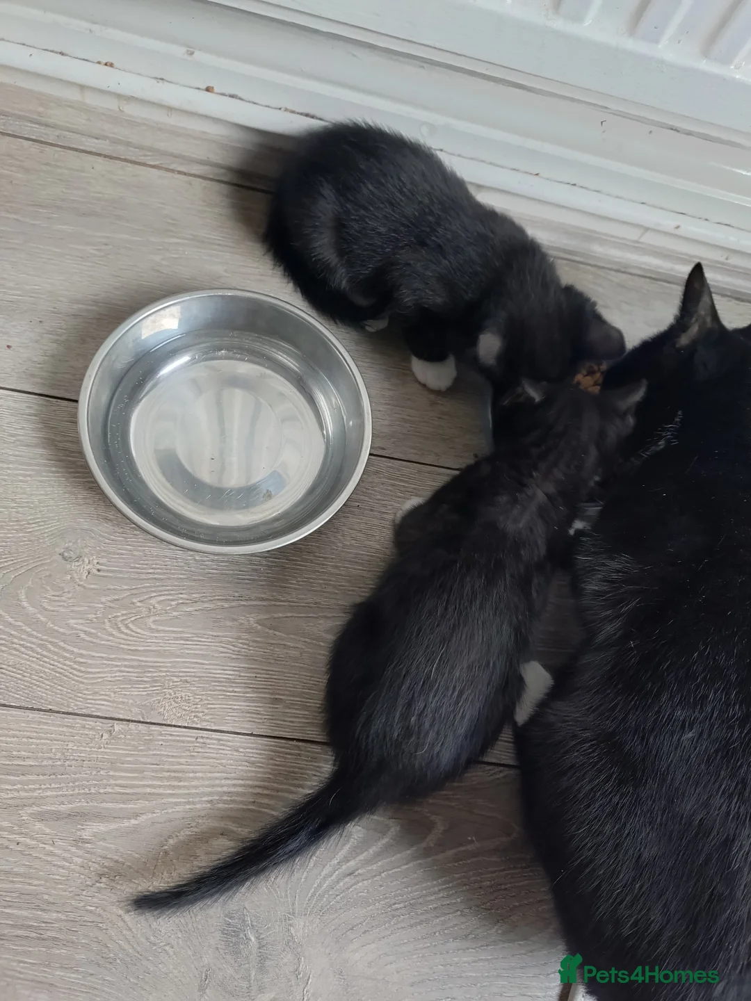 Mixed Breed cats for sale: Kittens - Advert 7