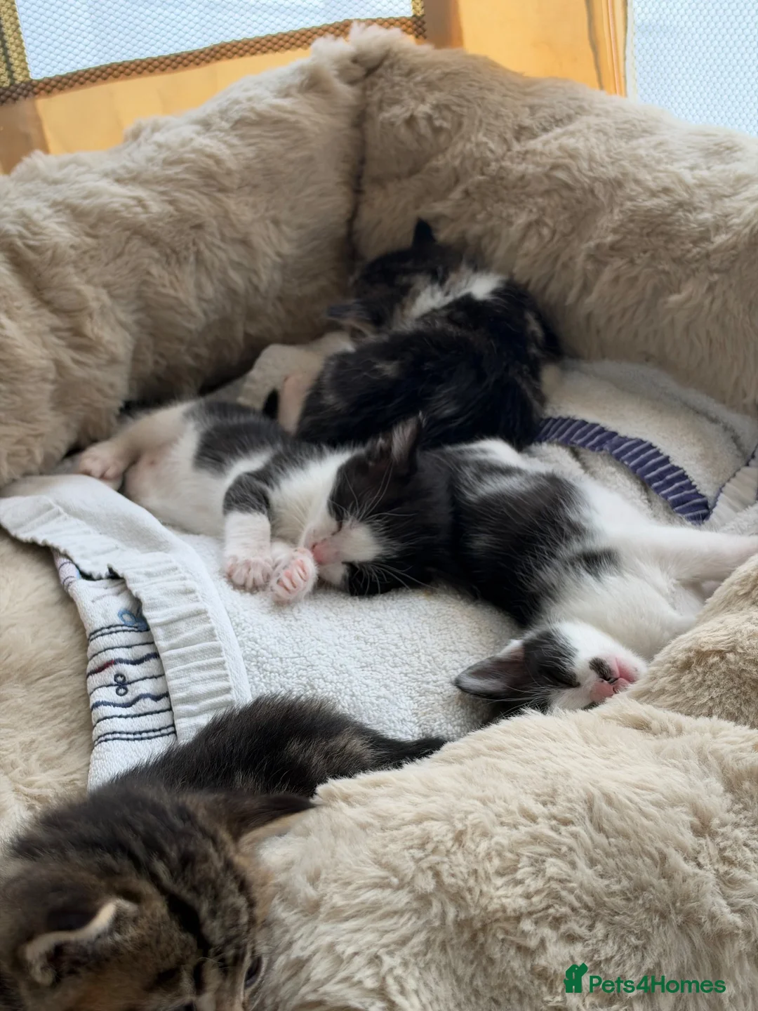 Domestic Shorthair cats for sale: 5 beautiful kittens ready for homes, from 21st Nov in Bridgwater - Advert 2