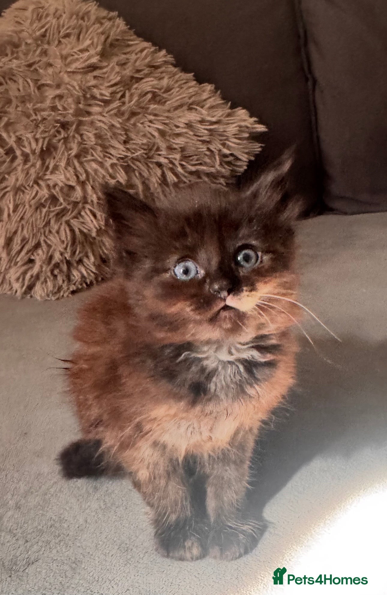 Mixed Breed cats 4 kittens - Advert 2