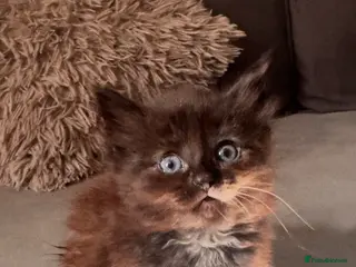 Mixed Breed cats 4 kittens - Advert 2