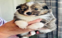 Shetland Sheepdog dogs for sale: Beautiful shaded sable puppies  - Image 1