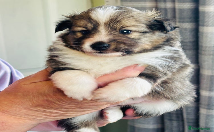 Shetland Sheepdog dogs - Advert 1