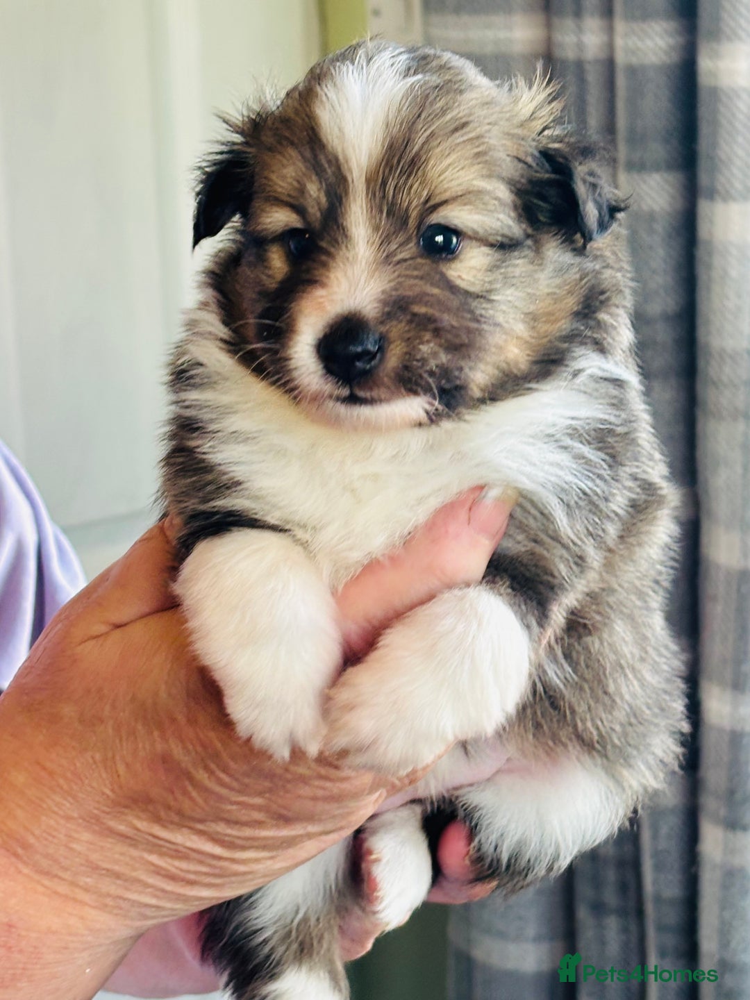 Shetland Sheepdog dogs for sale: Beautiful shaded sable puppies  - Image 1