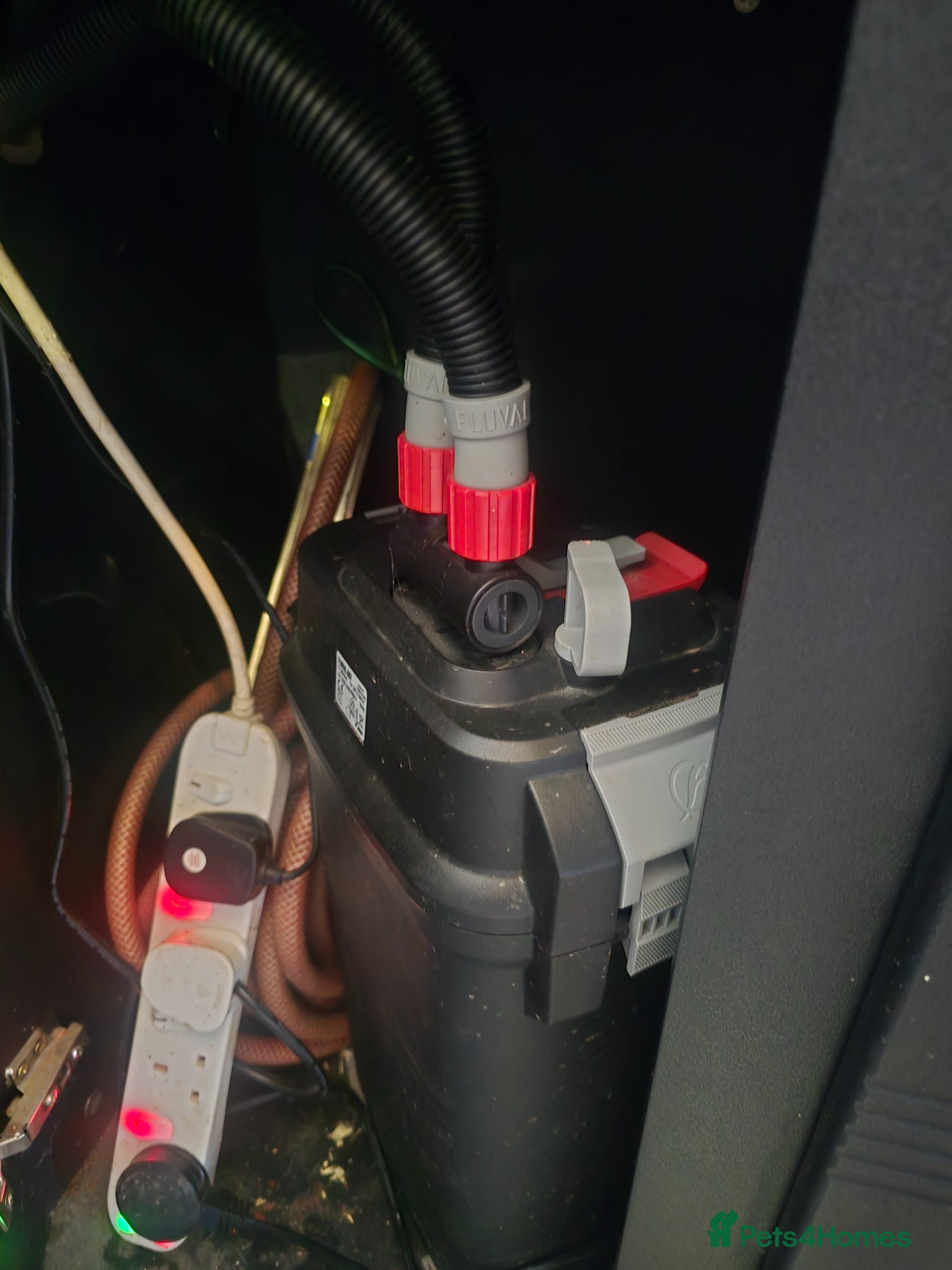 Cichlids fish Fish tank and fish - Advert 2