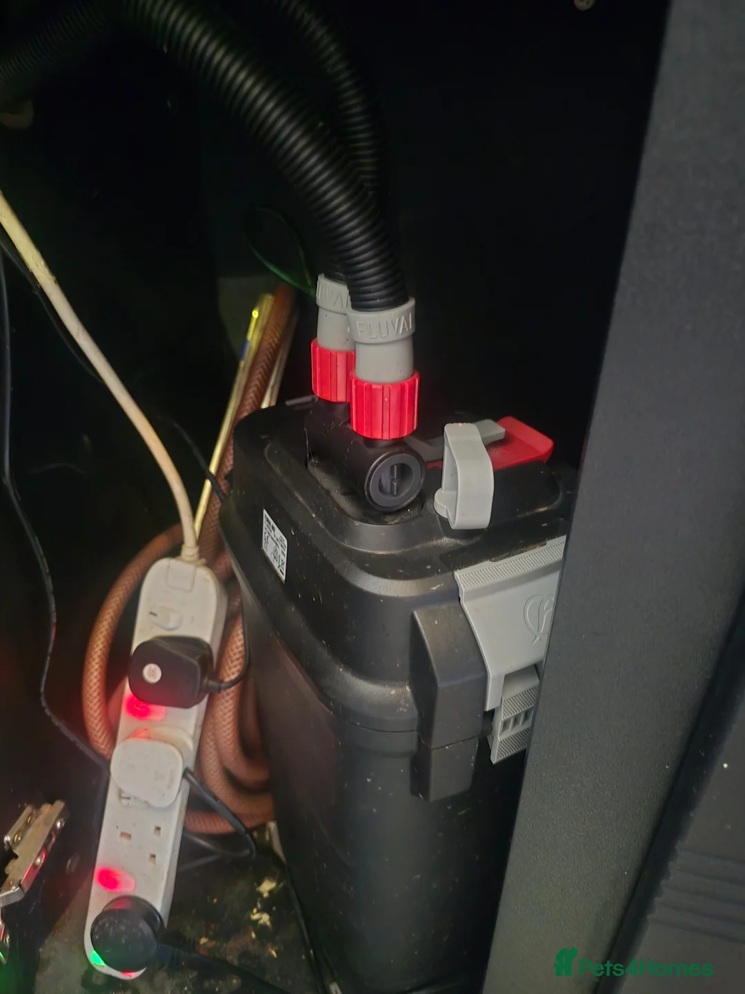 Cichlids fish for sale: Fish tank and fish in Llandeilo - Advert 1