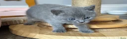British Shorthair cats for sale: Adorable British Shorthair Kittens–2 Boys &2 Girls - Advert 7