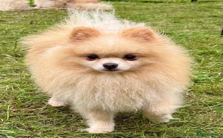 Pomeranian dogs - Advert 3