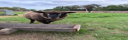 Sheep livestock for sale: Lovely pet sheep boys  - Advert 4