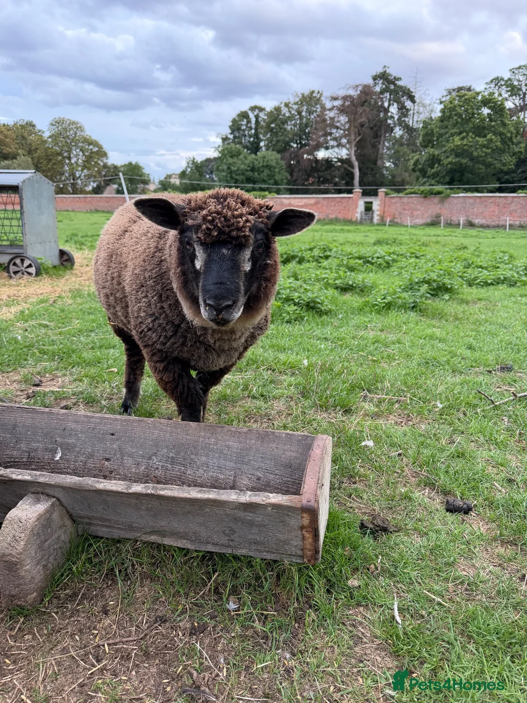 Sheep livestock for sale: Lovely pet sheep boys  - Advert 4