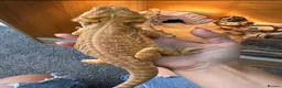 Bearded Dragon reptiles for sale: Friendly bearded dragon in Clevedon - Advert 8
