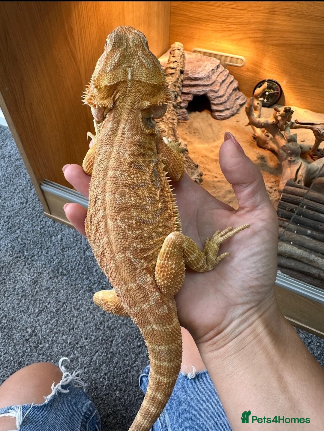 Bearded Dragon reptiles for sale: Friendly bearded dragon in Clevedon - Advert 8
