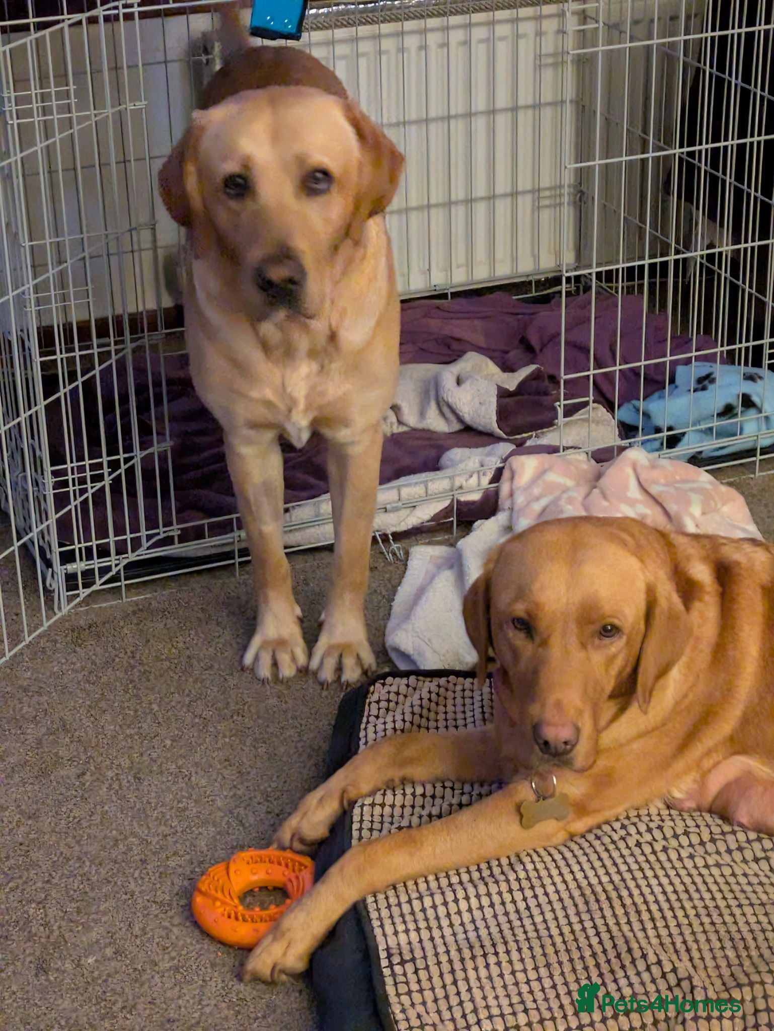 Labrador Retriever dogs Red and golden labs  - Advert 4