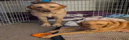 Labrador Retriever dogs for sale: Red and golden labs  - Advert 1