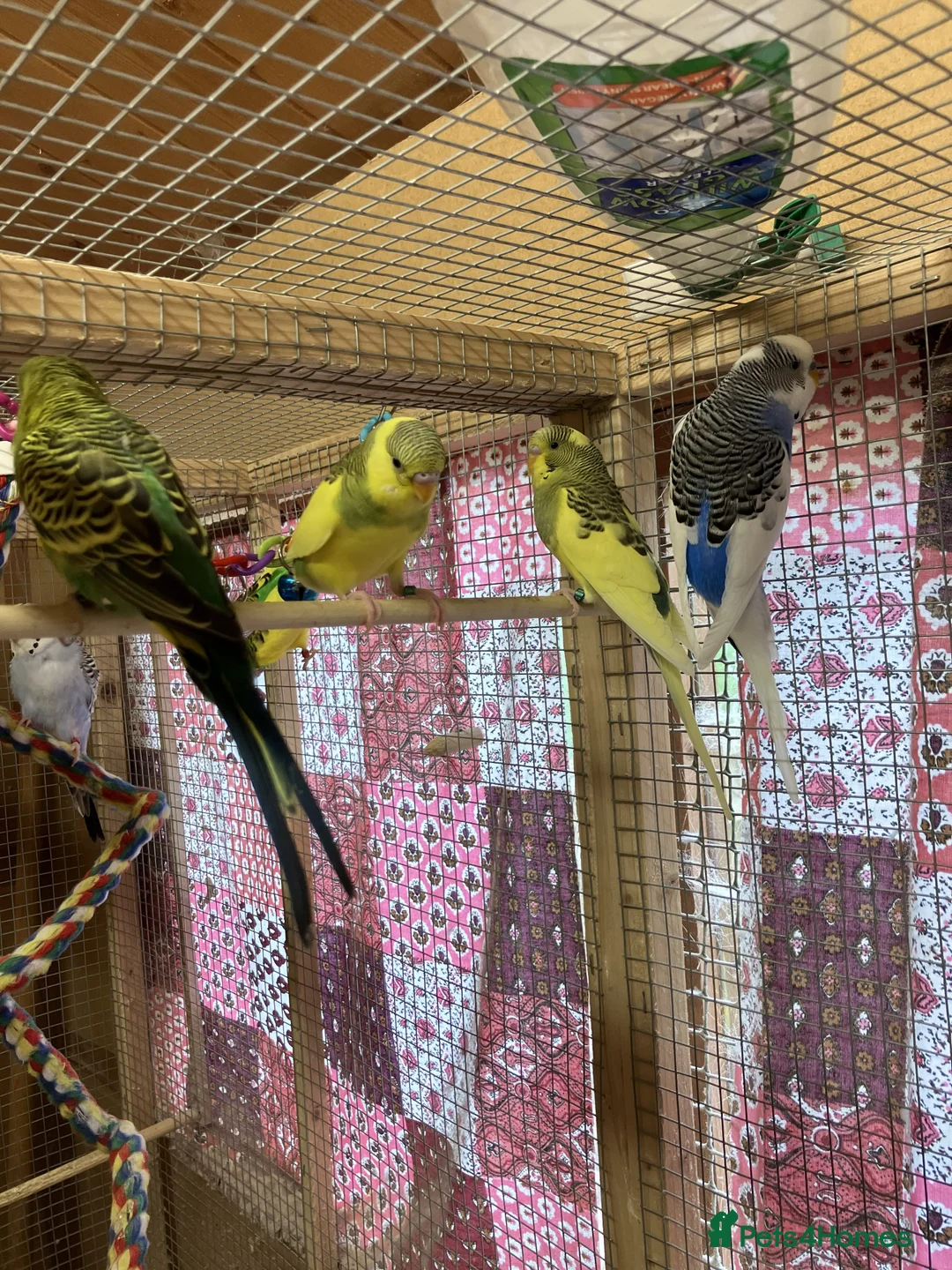 Budgerigars birds for sale: Young and Adult Budgerigars for sale in Sutton - Advert 2