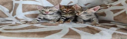 Bengal cats for sale: Bengal kittens  - Advert 5