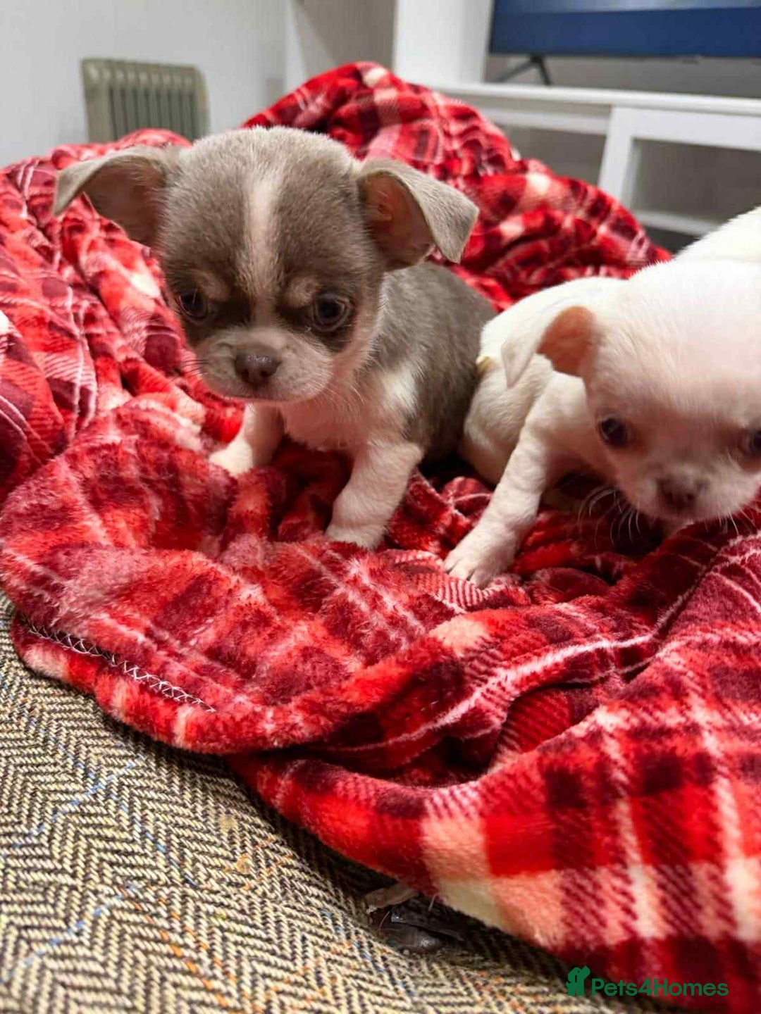 Chihuahua dogs for sale: KC registered chihuahua amazing green eyes  - Advert 19