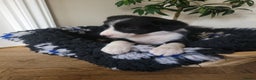 Border Collie dogs for sale: 5 Week old Boarder Collie Puppies - Advert 5