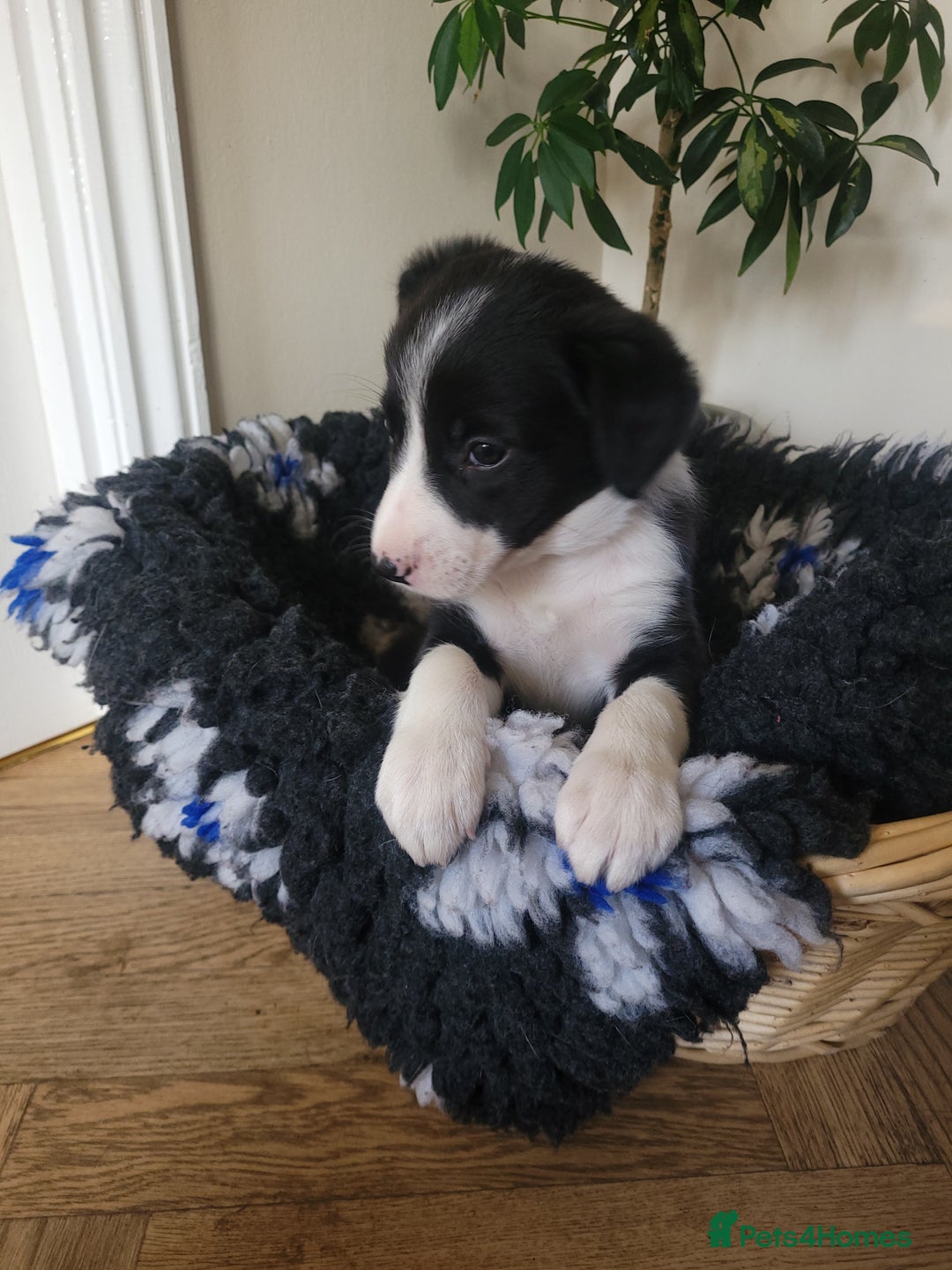 Border Collie dogs for sale: 5 Week old Boarder Collie Puppies - Advert 5