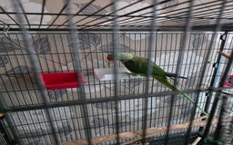 Parrots birds for sale: Semi Tame Alexandrine parrot for sale - Image 2