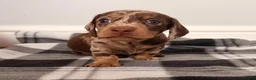 Miniature Dachshund dogs for sale: Beautiful litter of miniature dachshund puppies. - Advert 2