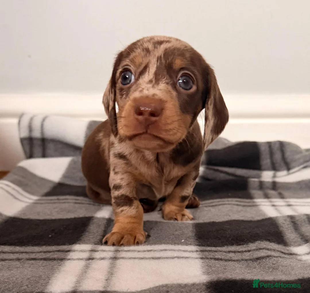 Miniature Dachshund dogs for sale: Beautiful litter of miniature dachshund puppies. - Advert 2