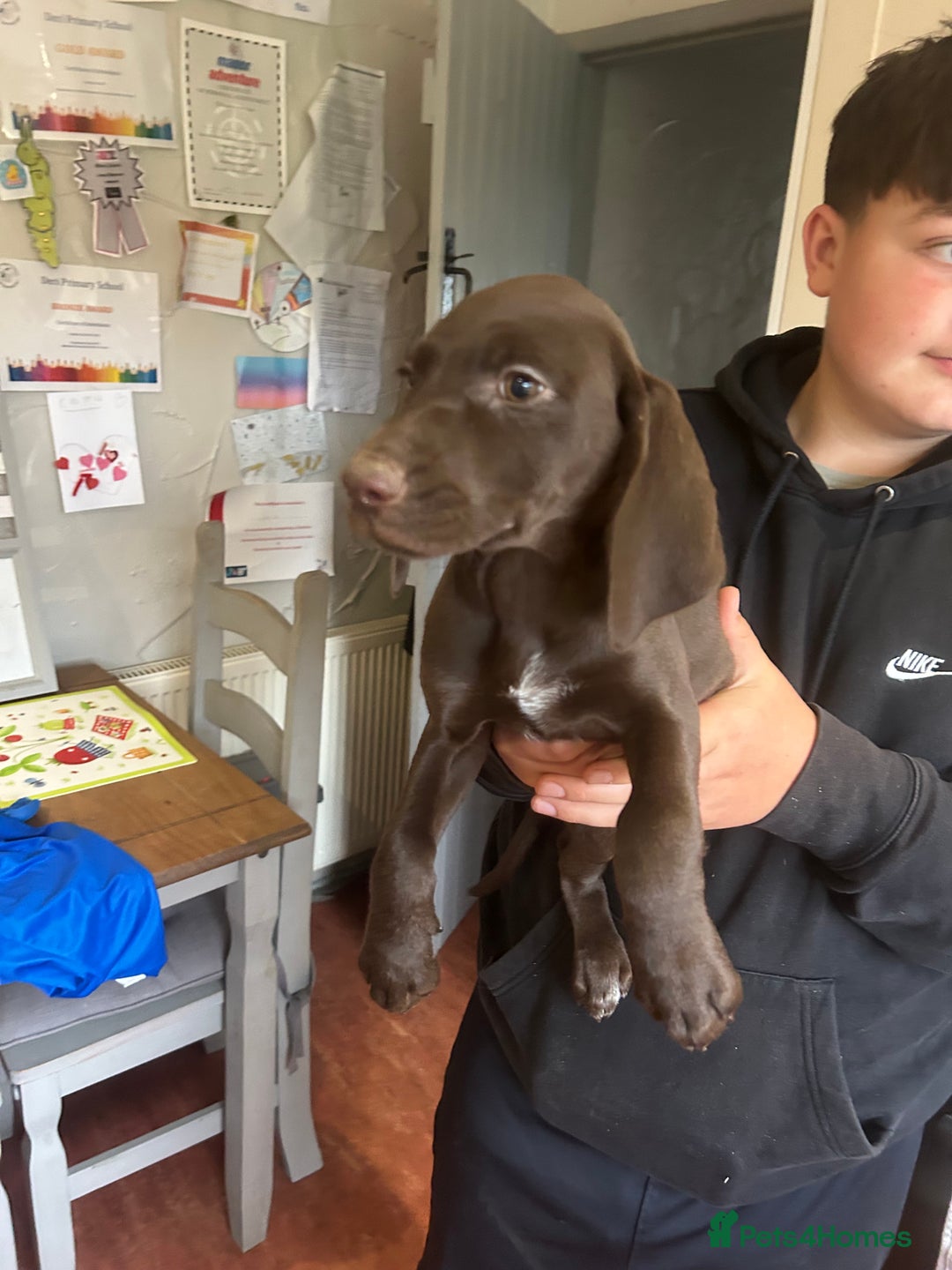 German Shorthaired Pointer dogs for sale: German Shorthaired Pointer Puppies - Image 7