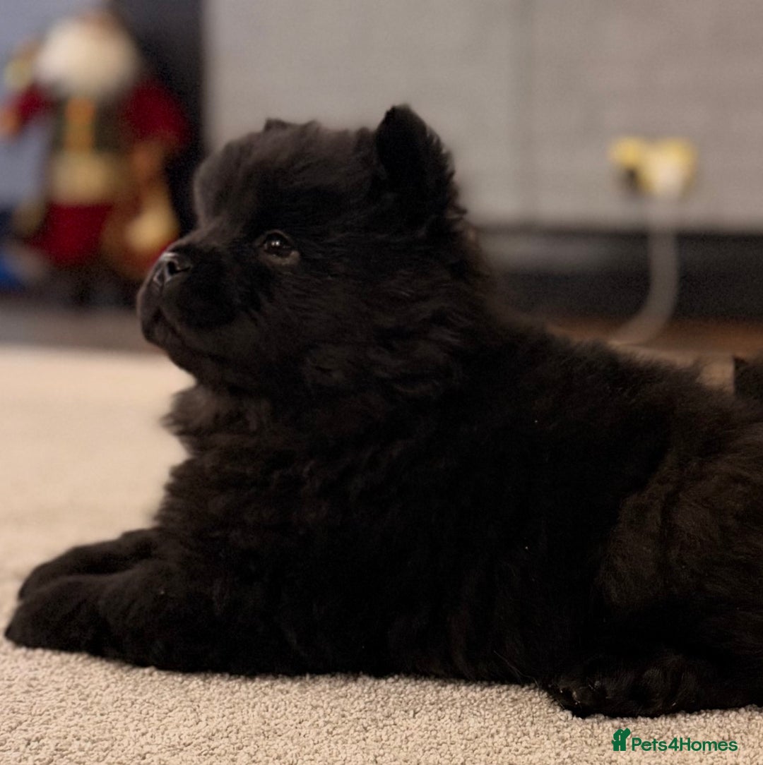 Chow Chow dogs for sale: Ready to go to their new homes.  - Advert 15